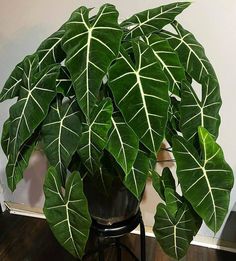 a large green plant sitting on top of a wooden table