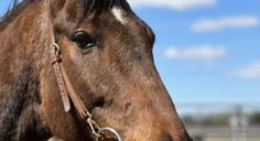 a brown horse standing on top of a lush green field under a blue sky with clouds