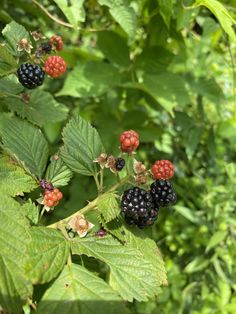 raspberries and blackberries are growing on the tree