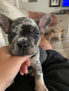 a person holding a small black and white dog in their lap with two puppies on the couch behind them