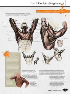 an image of the back and arm muscles in anatomy book, with instructions for how to draw