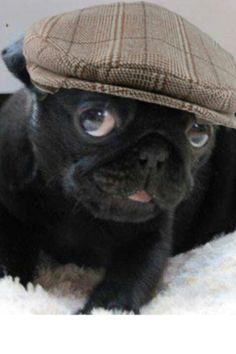 a small black dog wearing a brown plaid hat on top of it's head