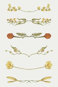 four different types of flowers and leaves on a white background