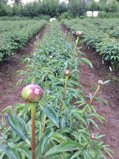 a field with lots of green plants and flowers growing on it's sides in the dirt