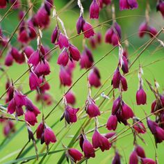 purple flowers are blooming in the grass