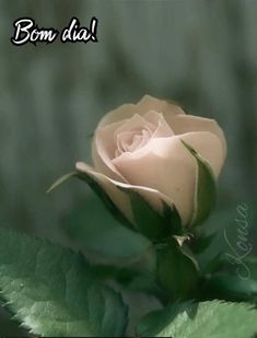 a single pink rose with green leaves in the foreground and an inscription below it