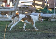 a brown and white dog walking across a grass covered field next to wooden logs in the background