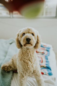 a white dog sitting on top of a bed