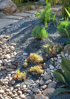 a garden with rocks and plants in it