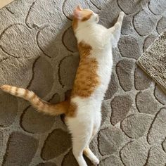 an orange and white cat laying on top of a rug