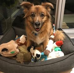 a dog is sitting in his bed full of stuffed animals and other stuff animal toys