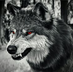 a black and white photo of a wolf with red eyes