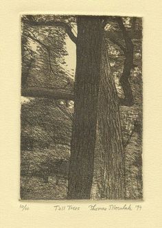 a drawing of trees in the woods with no leaves on them, and one tree has its trunk up