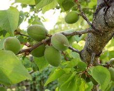 the fruit is growing on the tree branch