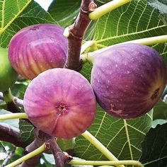 the fruit is growing on the tree and ready to be picked from it's branches