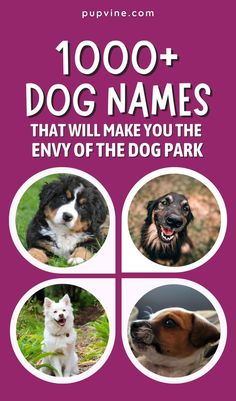 Here are 1000+ dog names for your new furry best friend. Any dog wearing one of these names will be the envy of the entire dog park! Cute Corgi Puppy, Pembroke Welsh Corgi Puppies, Welsh Corgi Puppies, Corgi Funny, Corgi Puppy, Cute Corgi, Puppies Funny, Pembroke Welsh Corgi, Welsh Corgi