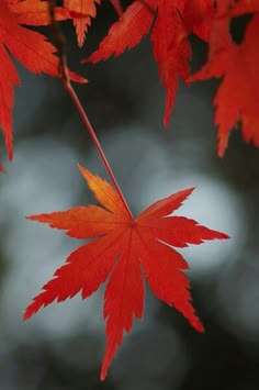 red leaves with yellow tips are hanging from a branch