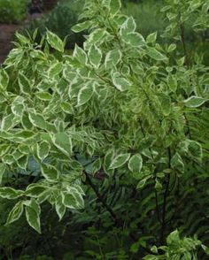 a bush with lots of green leaves in the middle of some grass and dirt area