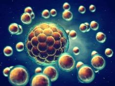 How to Explain Stem Cells to Children - You are Mom Embryonic Development, Female Reproductive System, Polycystic Ovarian Syndrome, Gene Therapy, In Vitro Fertilization, Hormone Replacement