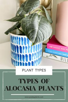 plants and books on a table with text overlay that reads plant types types of alocasia plants