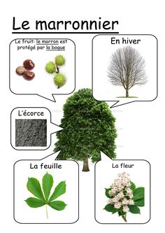 the different types of trees in french are shown below it's captioning