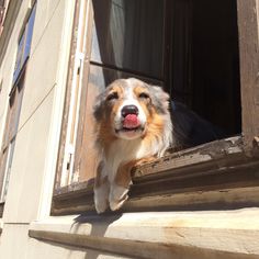 a dog sticking its tongue out from an open window with the sun shining through it