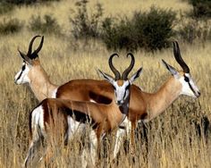 three antelope standing in tall grass with trees in the background