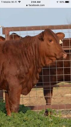 a brown cow standing next to a metal fence