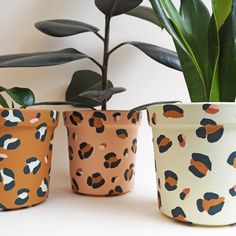 three pots with plants in them on a table