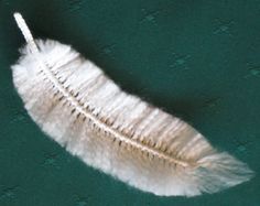 a white feather floating on top of a green surface