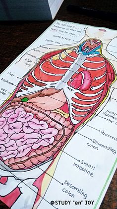 a diagram of the human body on top of a table