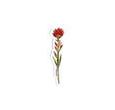 a drawing of a red flower on a white background