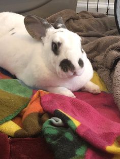 a white rabbit laying on top of a blanket