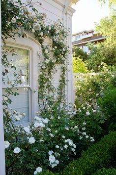 white roses are growing on the side of a house