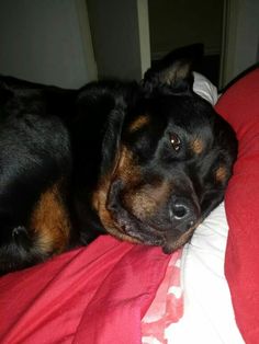 a large black and brown dog laying on top of a red bed sheet next to a white wall