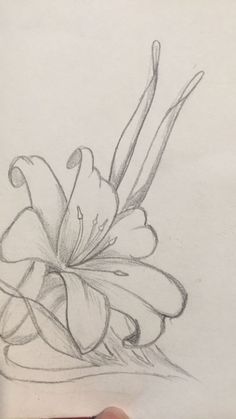 a pencil drawing of a flower on paper