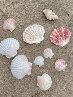 several seashells are laying on the sand