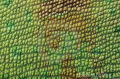 an image of the skin of a green lizard