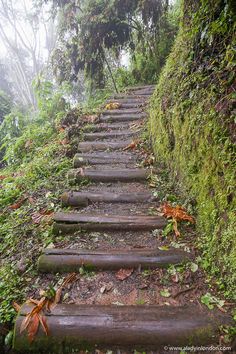 Trail in Nyungwe National Park, Rwanda Places To Travel In Africa, Travel In Africa, Rwanda Travel, Mountain Gorillas, Rwanda Africa, Gorilla Trekking, Landlocked Country, Country Holiday, The Rainforest