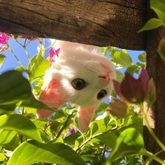 a white cat is peeking out from behind some green leaves and pink flowers on a tree