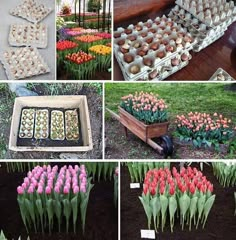 many different pictures of tulips and other flowers in the garden, including one with eggs