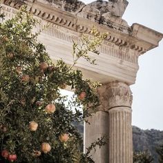 an old stone structure with fruit growing on it's sides and trees in the foreground