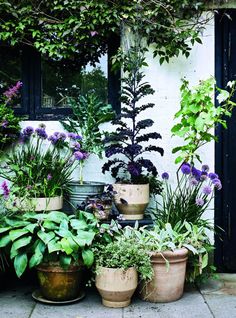 several potted plants sitting on the side of a building