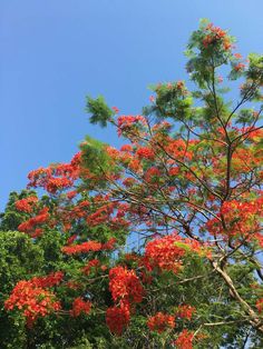 red flowers are blooming on the treetops in the blue sky, with green leaves