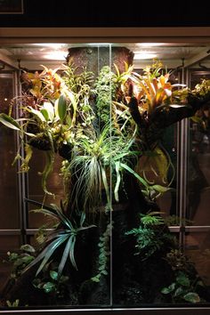 a display case with plants in it at the top and bottom, all lit up