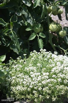 white flowers and green leaves in a garden