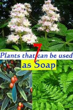 plants that can be used for seeding are shown in three different pictures with the words