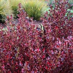 some very pretty plants with purple flowers in the middle and green grass on the other side