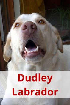 a white dog with its mouth open and the words dudley labrador above it