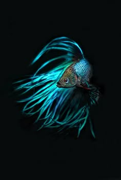 a blue fish with long hair on it's head and the words, good night sweet dreams